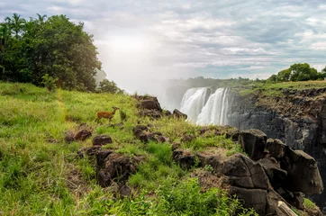 Selbstklebende Fototapeten Victoria Falls view © aelice