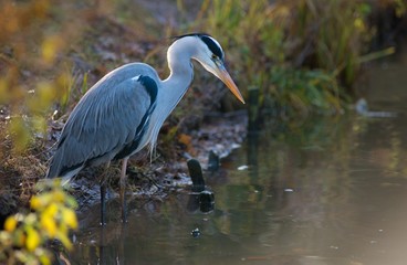 Graureiher oder Fischreiher (Ardea cinerea cinerea) lauert am herbstlichen Ufer eines Sees auf Beute, Hessen, Deutschland, Europa