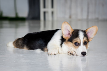 adorable purebred puppy lying on the floor