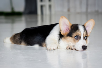 adorable purebred puppy lying on the floor