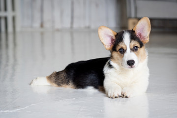 adorable purebred puppy lying on the floor