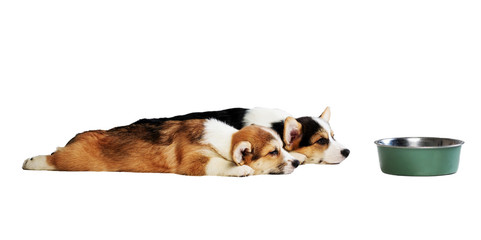 two small puppy lying in front of the food bowl isolated on white background