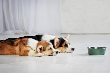 two small puppy lying in front of the food bowl
