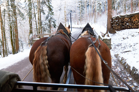 Horse Carriage Ride Through Forest. Winter Landscape, View From Horse Carriage.