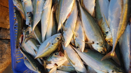 Obraz premium Fresh fish on the beach