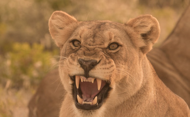 Two Lionesses wake uop from the daytime rest, Okaukeujo, Etosha National Park, Namibia