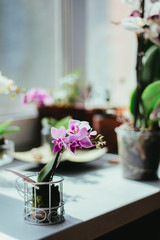 Phalaenopsis mini - beautuful white and purple orchid.