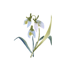 Groundhog Day flower blue spring snowdrop hand drawing watercolor