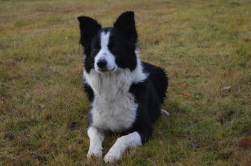 border collie04