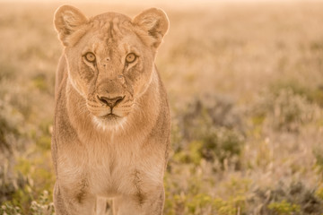 Two Lionesses wake uop from the daytime rest, Okaukeujo, Etosha National Park, Namibia