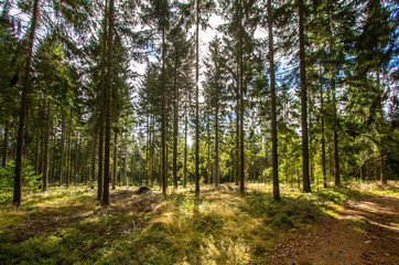 Fototapeta na wymiar Sun rays in the pine forest