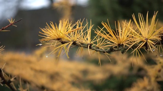 Dewdrops of morning dew on needles of coniferous tree. Dew on a branch of larch and spruce. 4k video.

