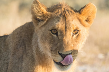 Lionesses and cubs gather and move early in the evening, Nebrownii waterhole, Okaukeujo, Etosha National Park, Namibia