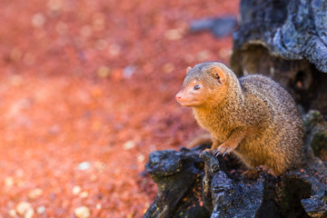 Common dwarf mongoose peers out of a log