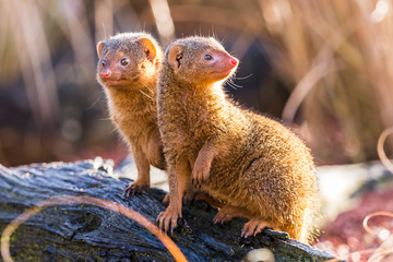 Common dwarf mongoose pair