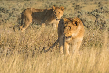 Fototapeta na wymiar Lionesses and cubs gather and move early in the evening, Nebrownii waterhole, Okaukeujo, Etosha National Park, Namibia