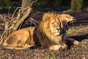 Asiatic lion pair in the sun