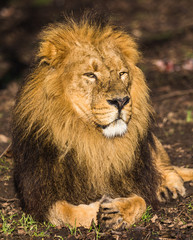 Asiatic lion in the sunshine