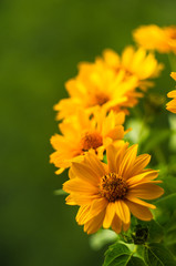 bouquet of bright yellow flowers Heliopsis helianthoides