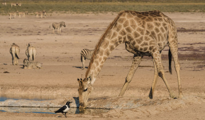 Giraffes and zebras at the Nebrownii waterhole, Okaukeujo, Etosha National Park, Namibia