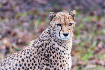 African Cheetah pauses from a feed