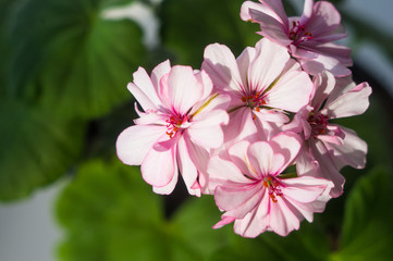 Pelargonium Geranium flowers