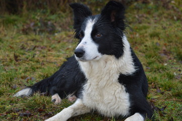 border collie02