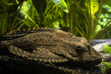 Long-tailed Carabus - Large Ancitrusy Fish.