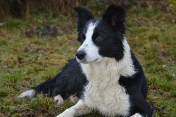 border collie03