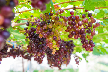 Red wine grape on tree branch