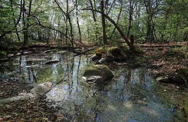 Pond in Fobtainebleau forest
