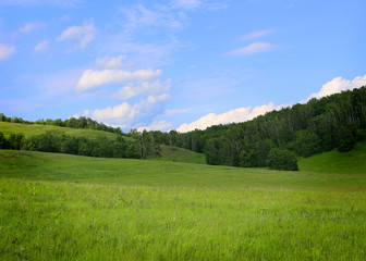 Fototapeta premium Summer mountains landscape with trees and green gras.Mountain forest and blue sky background