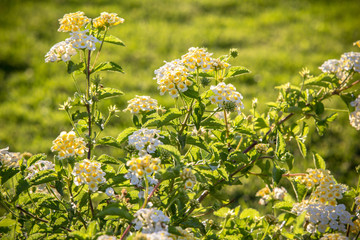 Little White flowers on a bush close up