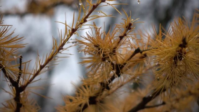 Dewdrops of morning dew on needles of coniferous tree. Dew on a branch of larch and spruce. 4k video.
