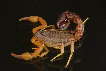 A fat tailed scorpion, Hottentotta sp. Dorsal View. Goa, India. These scorpions bear a fat tail and the sting is extremely painful.