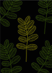 yellow and green acaia leaves vector on black background