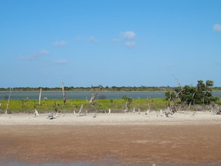 Langue mit Mangroven und Flamingos in Santa Lucia, Kuba, Karibik 