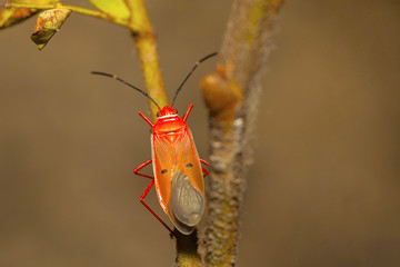 Adult red silk cotton bug, Dysdercus koenigii. Mumbai, Maharashtra, India