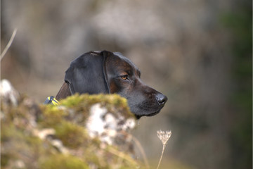 Bayerischer Gebirgsschweisshund