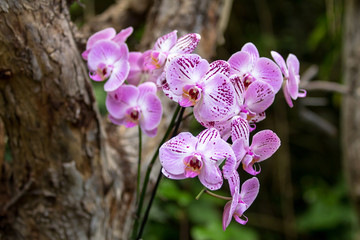 Orchidea Phalaenopsis