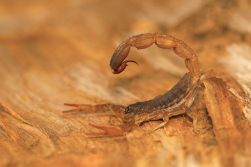 Fat tailed scorpion sting, genus Lychas from Pondicherry, Tamilnadu, India. These are also known as bark scorpions