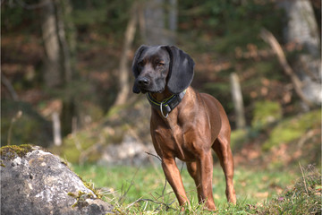 Bayerischer Gebirgsschweisshund