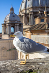 Seagull in Rome