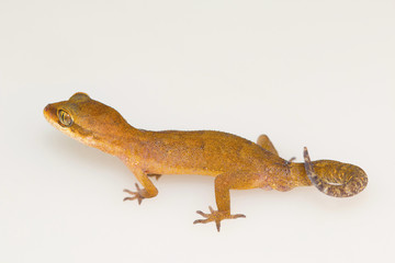 Clouded ground gecko, Cyrtodactylus nebulosus. Visakhapatnam, Andhra Pradesh, India