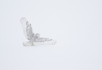 Snowy Owl Landing in Snow 