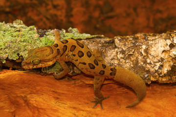 Clouded ground gecko, Cyrtodactylus nebulosus. Visakhapatnam, Andhra Pradesh, India