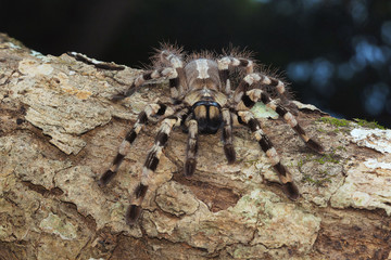 Arboreal tarantula, Poecilotheria tigrinawesseli. Eastern Ghats, India