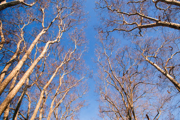 Leafless tree against the sky in Gulhane park, Oldest public park in Istanbul