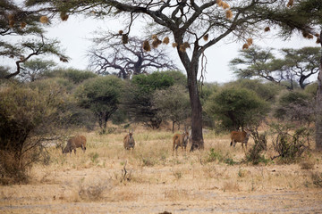 Savanne - Afrika