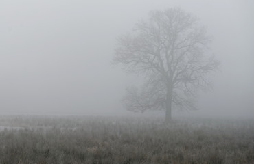 Single deciduous tree in dense fog behind a wetland meadow in a nature reserve